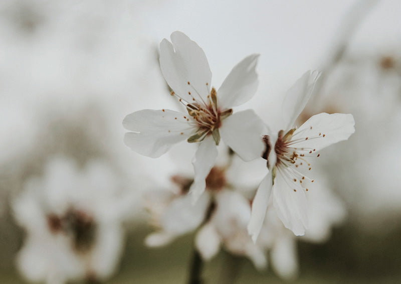 Soft Almond Blossom