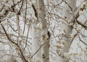 Birch Blossom In Sepia