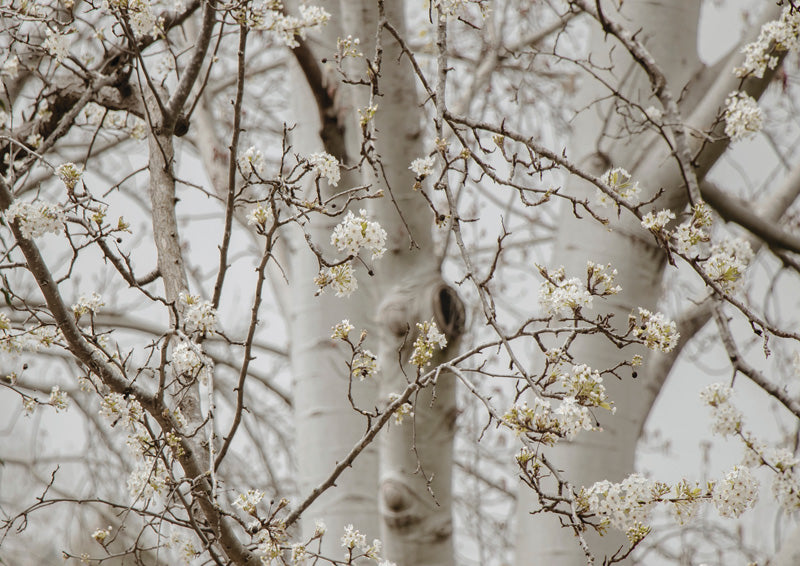 Birch Blossom In Sepia