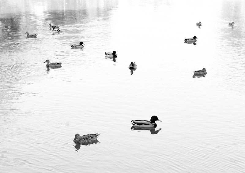Ducks On The Lake