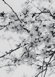 Blossom Canopy Monochrome
