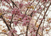 Magenta Blossom Branch