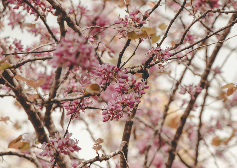 Magenta Blossom Branch