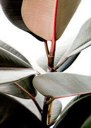 Rubber Plant Leaves