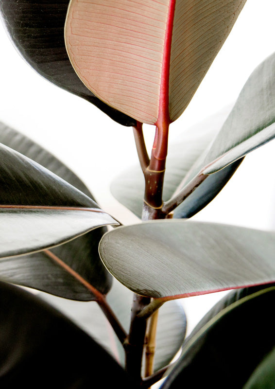 Rubber Plant Leaves