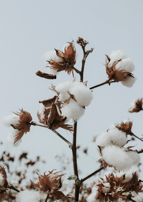 Cotton Balls On Branch