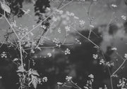 Blossoms In Monchrome