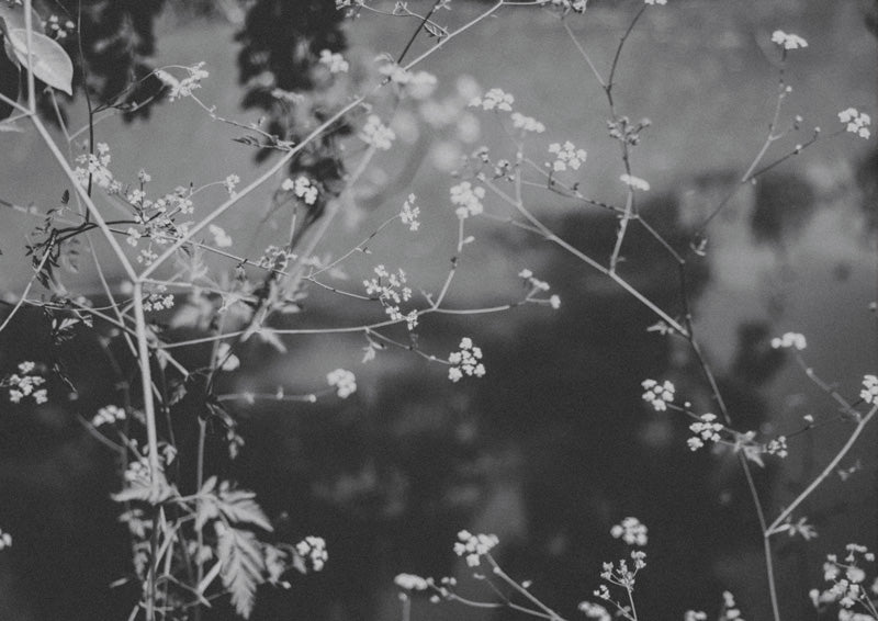 Blossoms In Monchrome