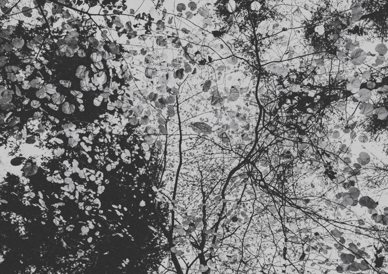 Canopy From Below