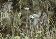 Wild Daisies In Grass