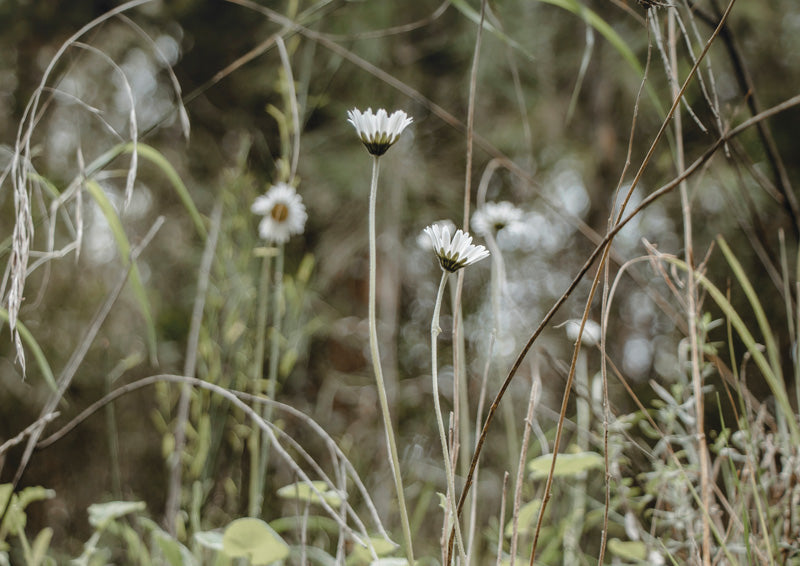 Wild Daisies In Grass