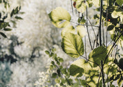 Backlit Green Leaves