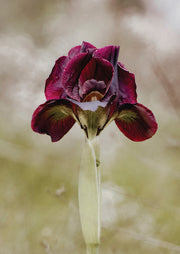 Burgundy Iris Bloom