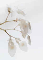 White Petals Close-up