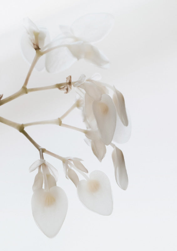 White Petals Close-up