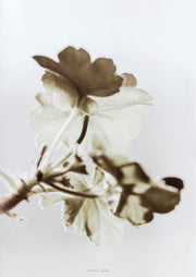 Sepia Pressed Leaves