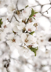 Cherry Blossom Cluster