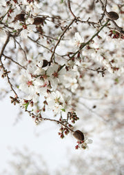 Almond Blossom Branch