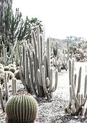 Desert Cactus Garden