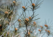 Pine Branch Detail