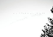 Birds In Flight