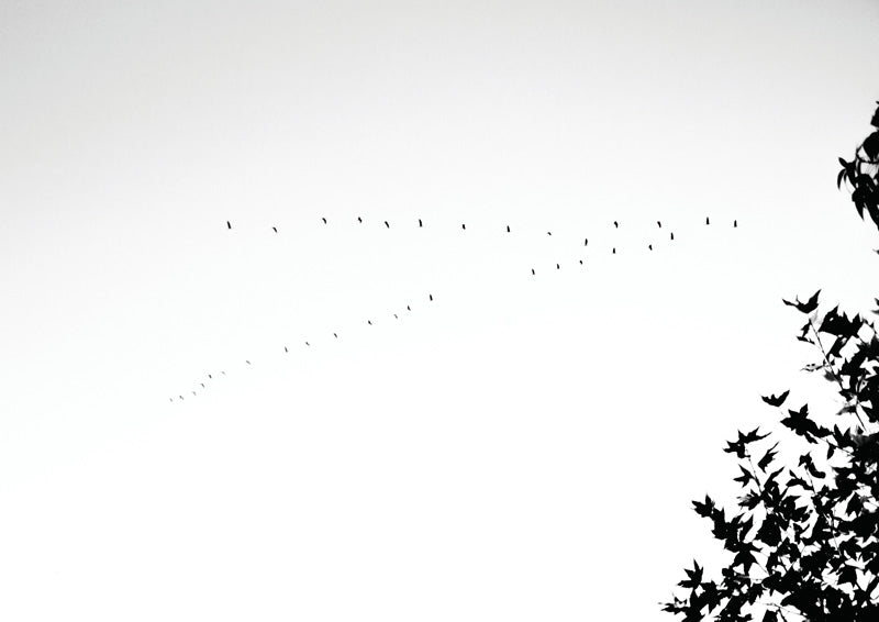 Birds In Flight