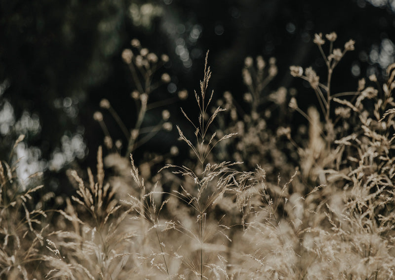 Golden Grass At Dusk