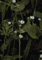 White Chickweed Blooms
