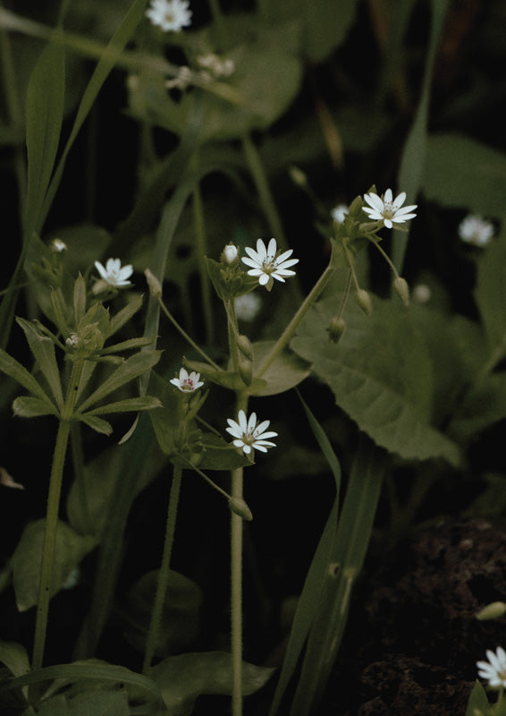 White Chickweed Blooms
