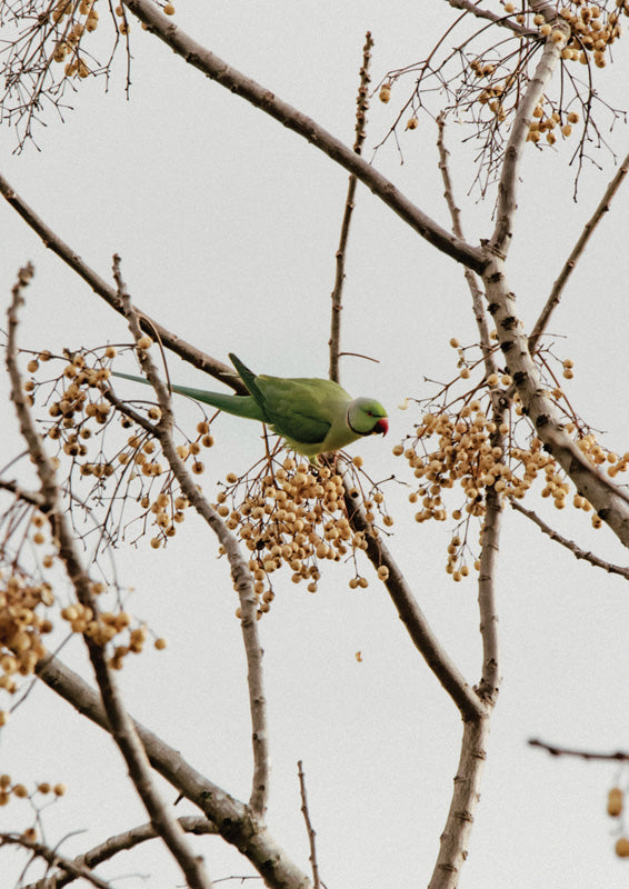 Parakeet In Branches