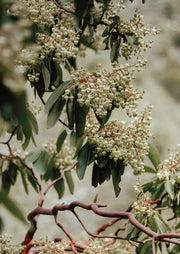Flowering Gum Blossom