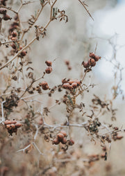 Dried Rosehip Berries