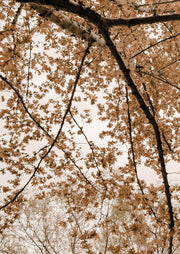 Copper Maple Canopy