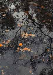 Autumn Leaves On Water