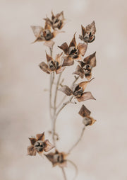 Dried Seed Pods Autumn