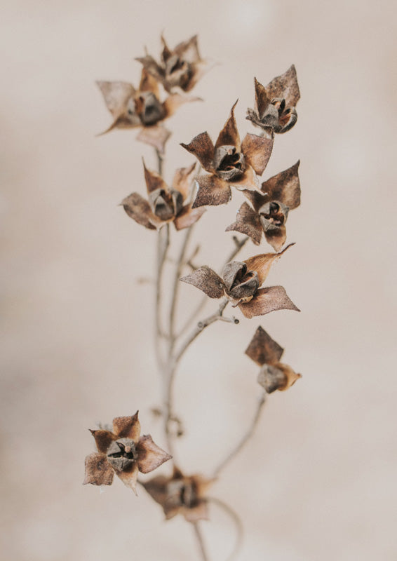 Dried Seed Pods Autumn