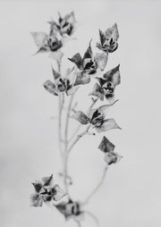 Dried Seed Pods Monochrome