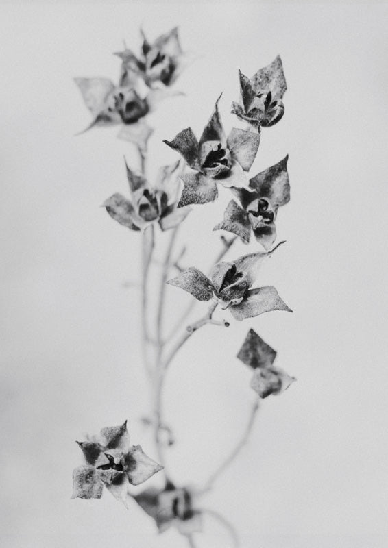 Dried Seed Pods Monochrome