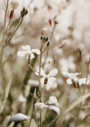 White Wildflowers In Grass
