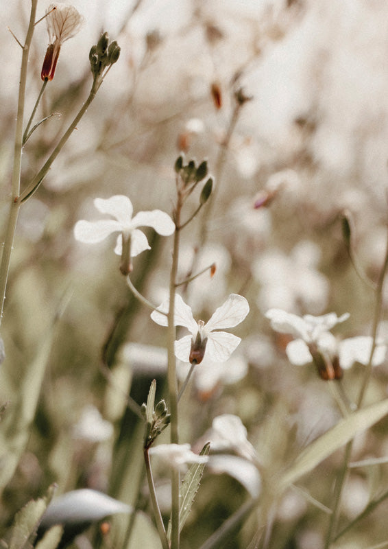 White Wildflowers In Grass