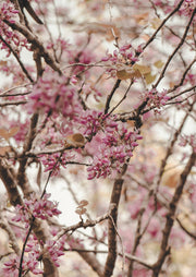 Pink Blossom Branches
