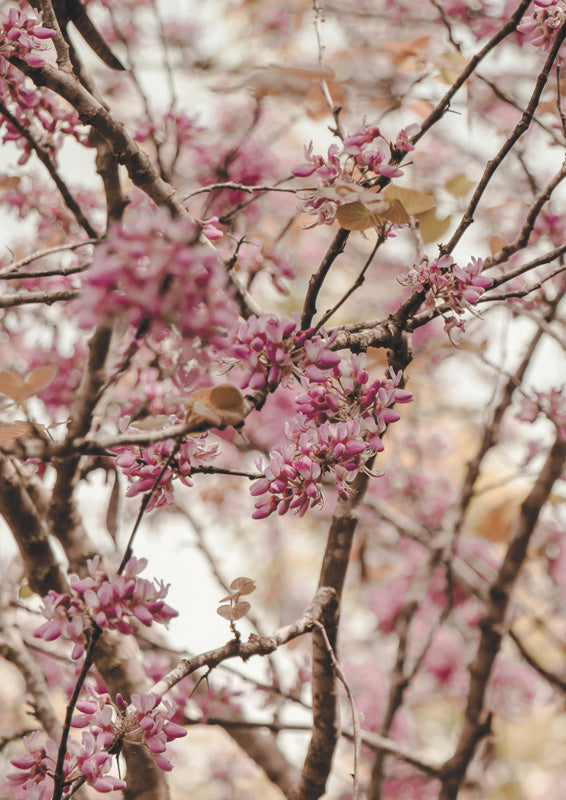 Pink Blossom Branches