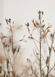 Pale Wildflower Meadow