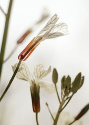 White Gaura Wildflower