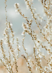 Blossom Branches Backlit