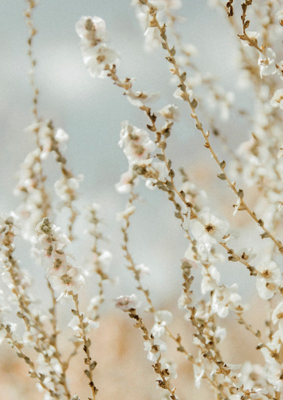 Blossom Branches Backlit
