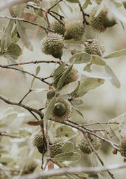 Spiky Seed Pods