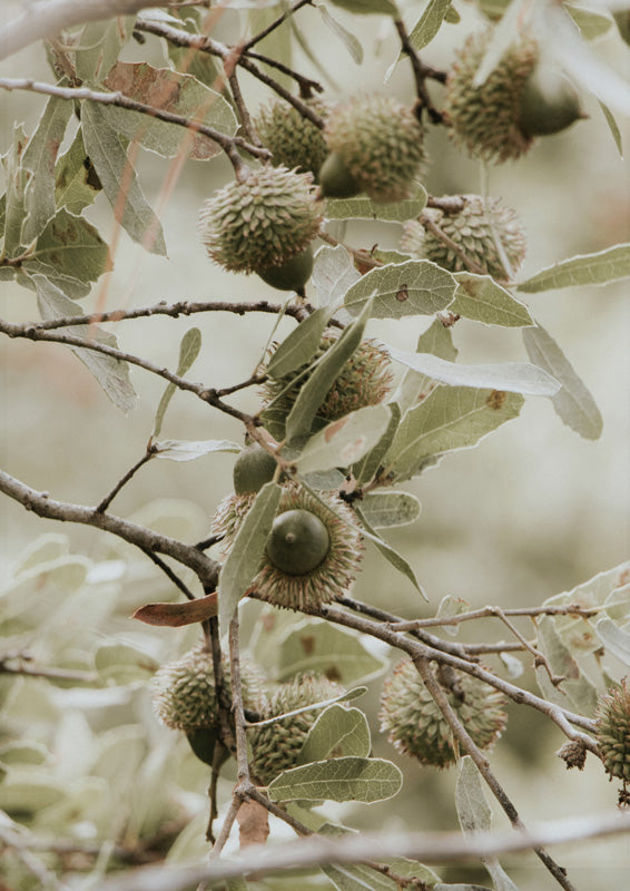 Spiky Seed Pods