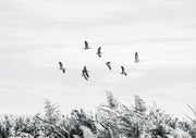 Birds Over The Marsh