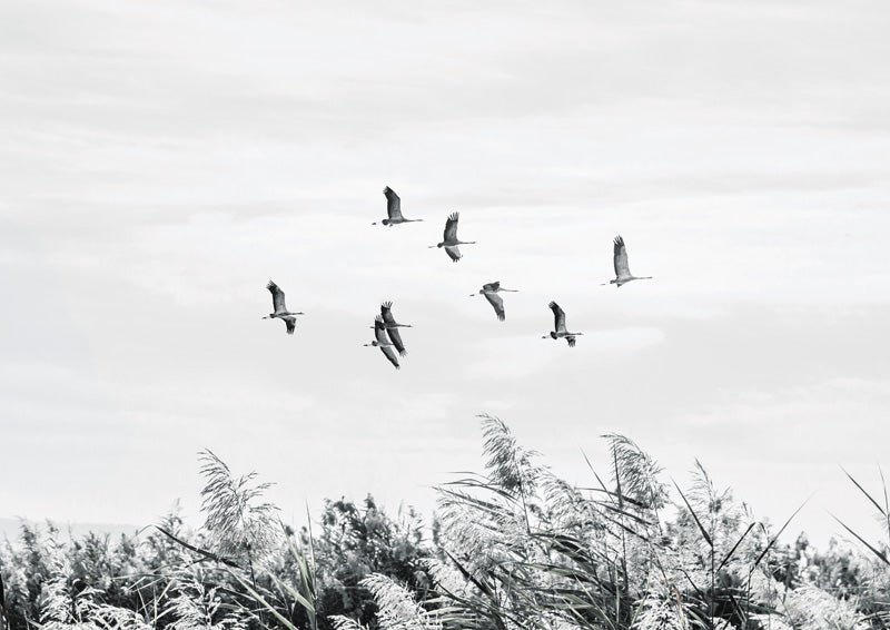 Birds Over The Marsh